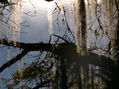 Naturaleza viva 2