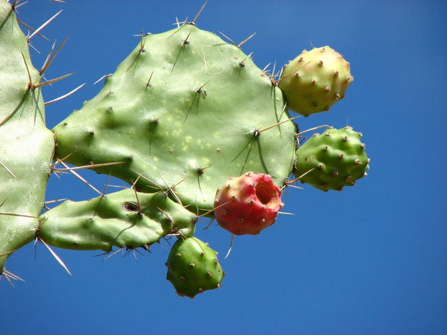 Cardo Arepo del desierto La Tatacoa Huila Colombia