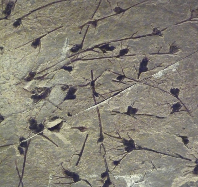 Tallos y hojas de ranúnculos