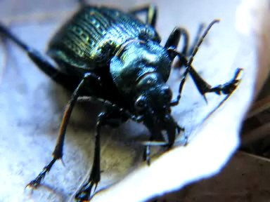 COLOSOMA (Ground Beetle)  -  INSECTOS DE ARGENTINA