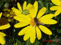 Margarita y Abeja