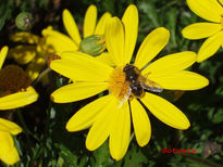 Margarita y Abeja