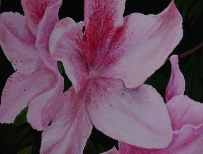 Azalea rosa Acrylic Canvas Floral Painting