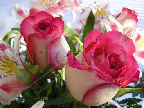 flores Rosas 1