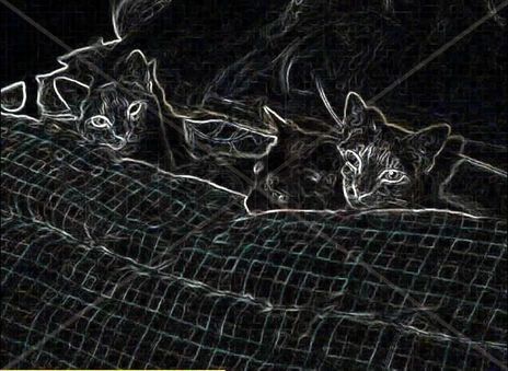 Flia gatuna durmiendo