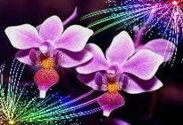 Orquideas y sus Luces