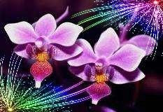 Orquideas y sus Luces