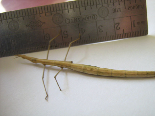 BICHO PALO Order Phasmida - Walkingsticks  -  INSECTOS DE ARGENTINA Naturaleza Color (Digital)