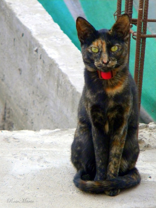 UNA GATITA MUY DIVERTIDA...
