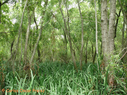 Serie verdes 1