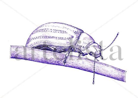 Escarabajo