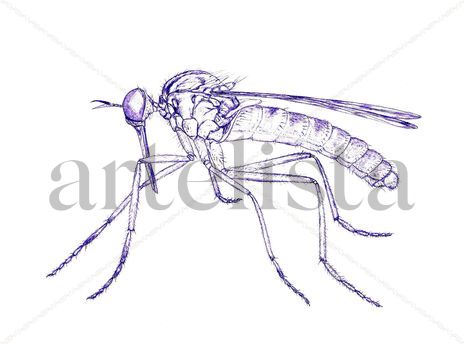 Mosquito 2