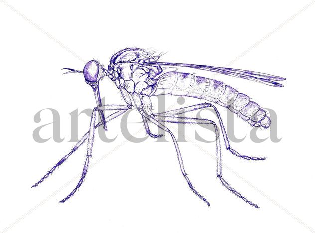 Mosquito 2