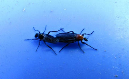Tillus elongatus