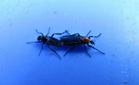 Tillus elongatus