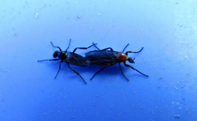 Tillus elongatus