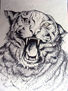 tigre