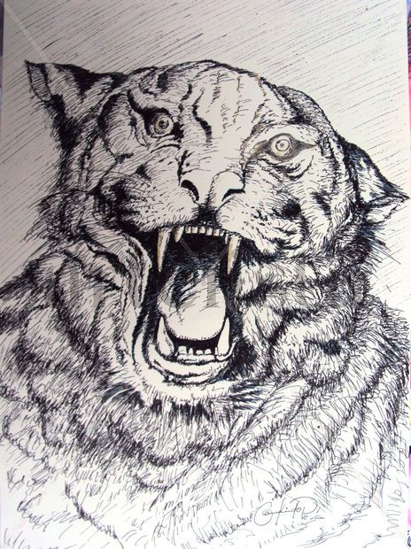 Tigre
