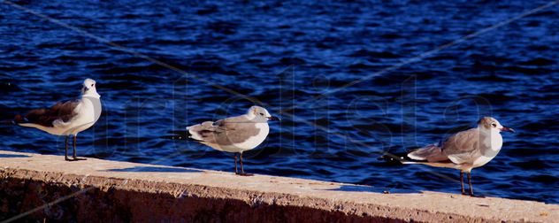 Birds