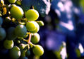 Uvas