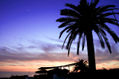 palmera