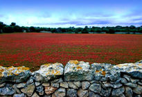 Campo de amapolas