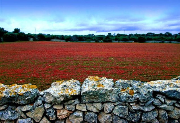 campo de amapolas Nature Color (Digital)