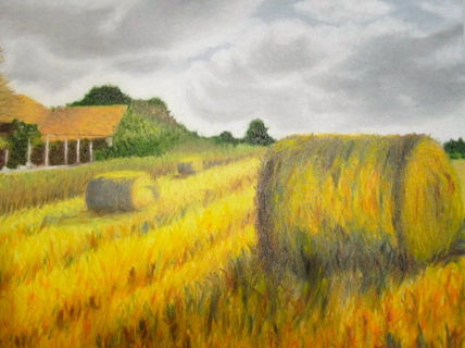 Colheita - Harvest