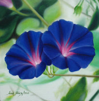 Blue Morning Glory