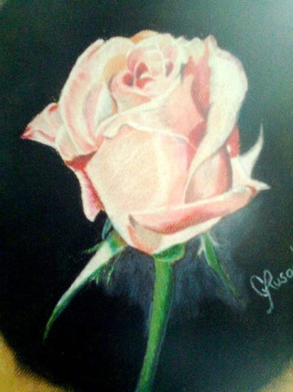 Rosa Rosa Pencil (coloured) Card Floral Painting