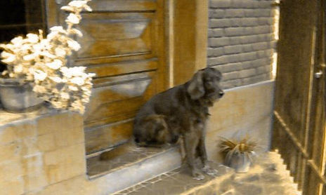YAGO / GLAMOUR CANINO