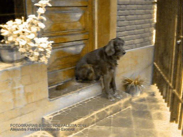 YAGO / MI SETTER IRLANDÉS (GLAMOUR CANINO) Arquitectura e interiorismo Blanco y Negro (Digital)