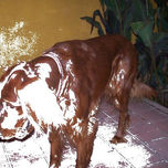 YAGO / GLAMOUR CANINO thumbnail 2