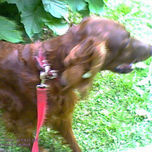 YAGO / GLAMOUR CANINO thumbnail 1