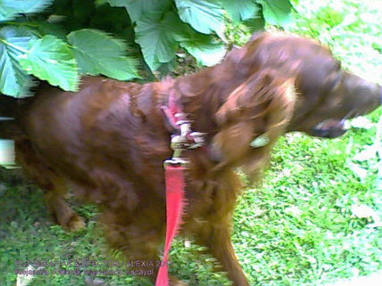 Yago/ saliendo de...