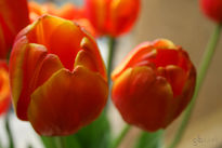 Tulipanes 1