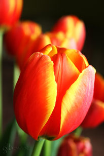 Tulipanes 2