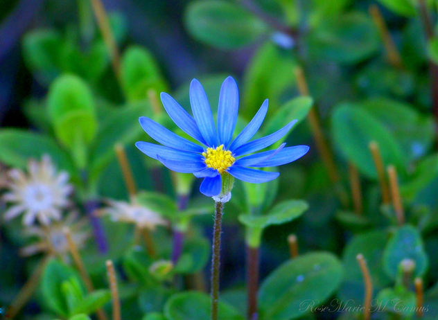 PEQUEÑAZUL...