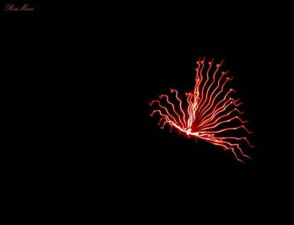 Mariposa de fuego...