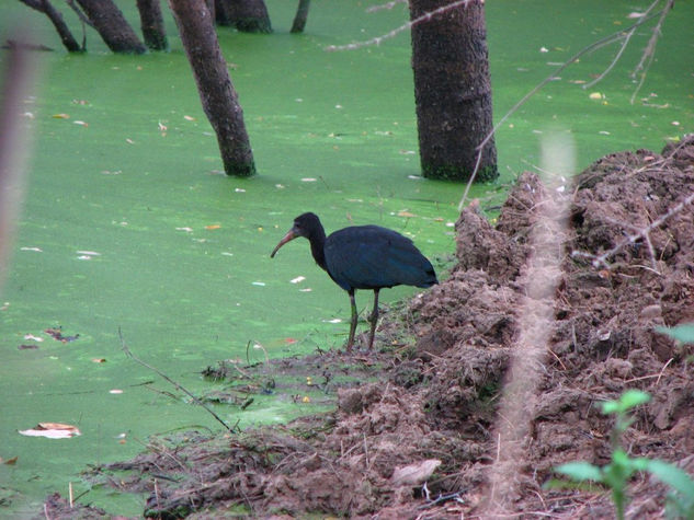 Ibis caripelao o cocli Naturaleza Color (Digital)