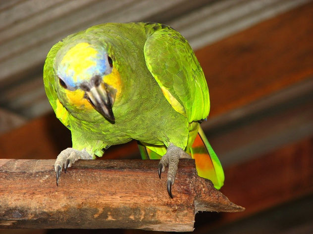 Loro Amazónico