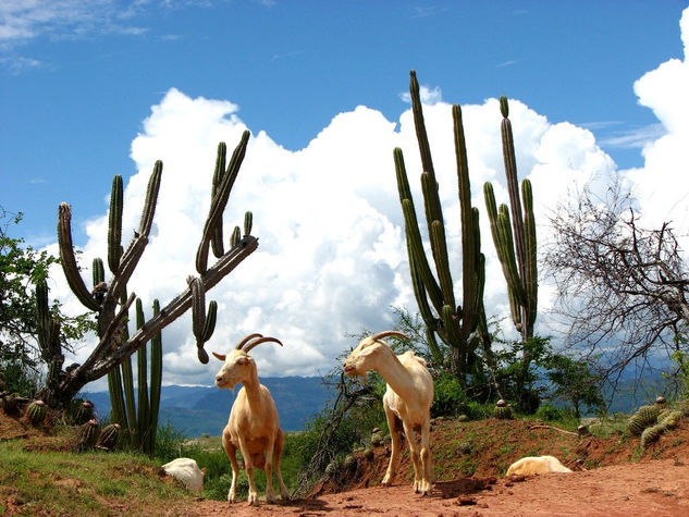 Los Chivos del desierto La Tatacoa Naturaleza Color (Digital)