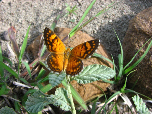 Mariposa, Serie la Tatacoa Naturaleza Color (Digital)