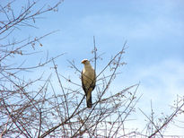 Pajaro II