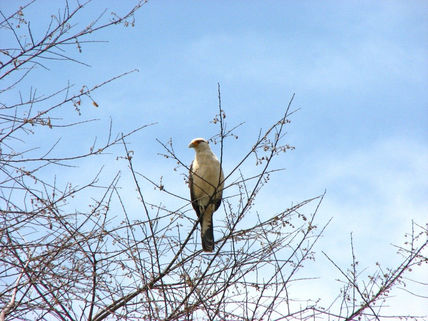 Pajaro II