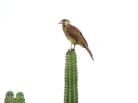 Pajaro solitario