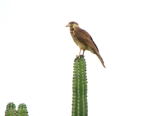 Pajaro solitario Naturaleza Color (Digital)