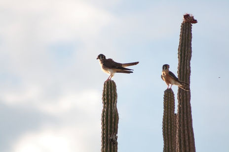 Pareja de Cernicalos