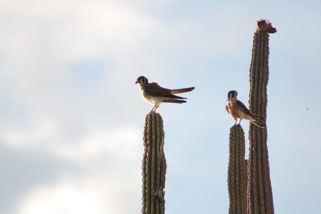 Pareja de Cernicalos