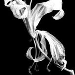 Flores thumbnail 1